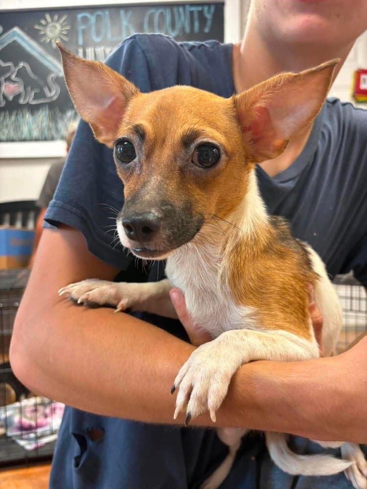 Smores - Chihuahua