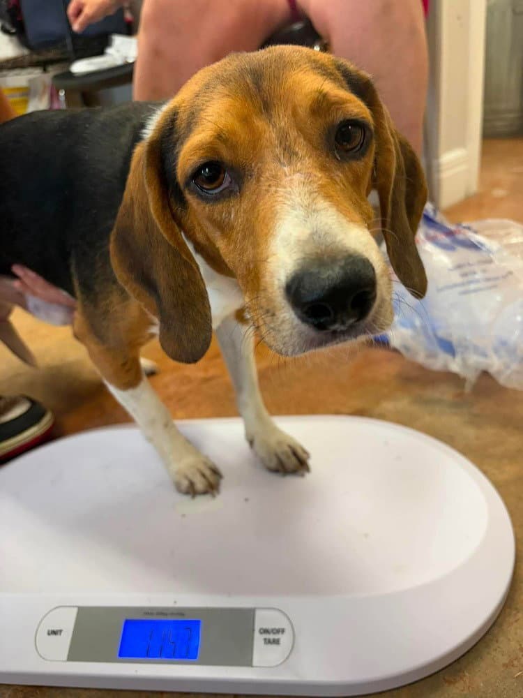 Bill - Beagle
