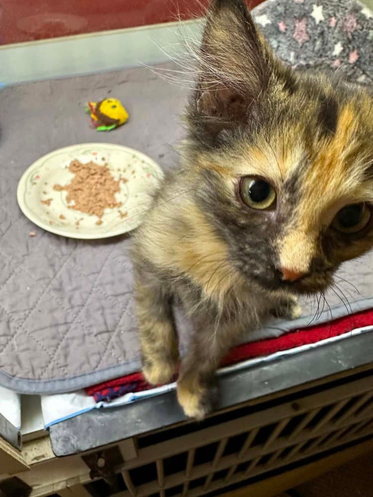 Grezel - Domestic Short Hair