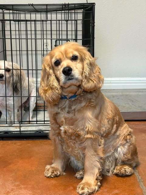 Peachy - Cocker Spaniel