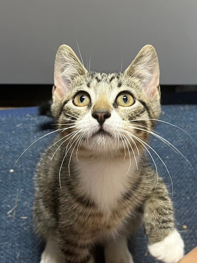 Crown Royal - Domestic Short Hair