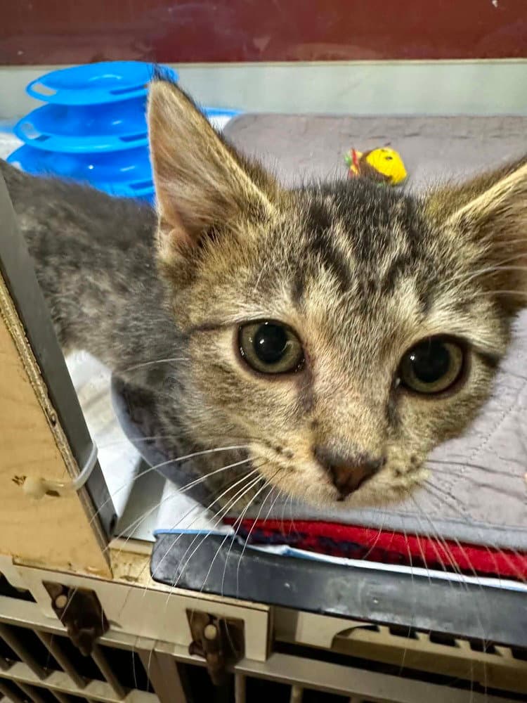 Hanzel - Domestic Short Hair