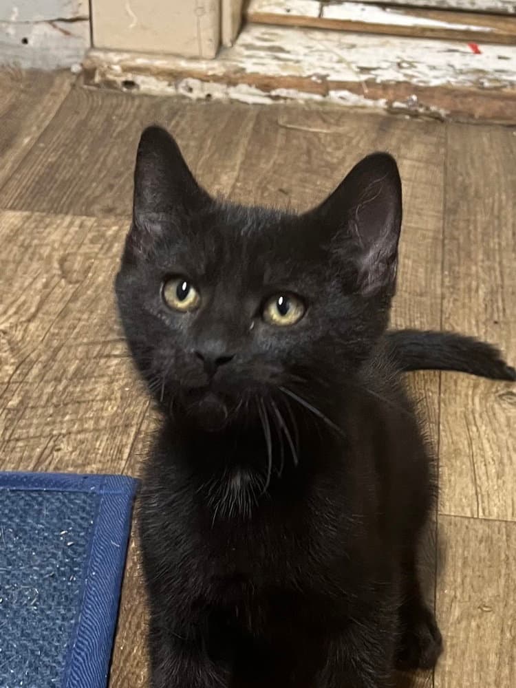 Jack Daniels - Domestic Short Hair