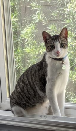 Whiskey  Nini image 1