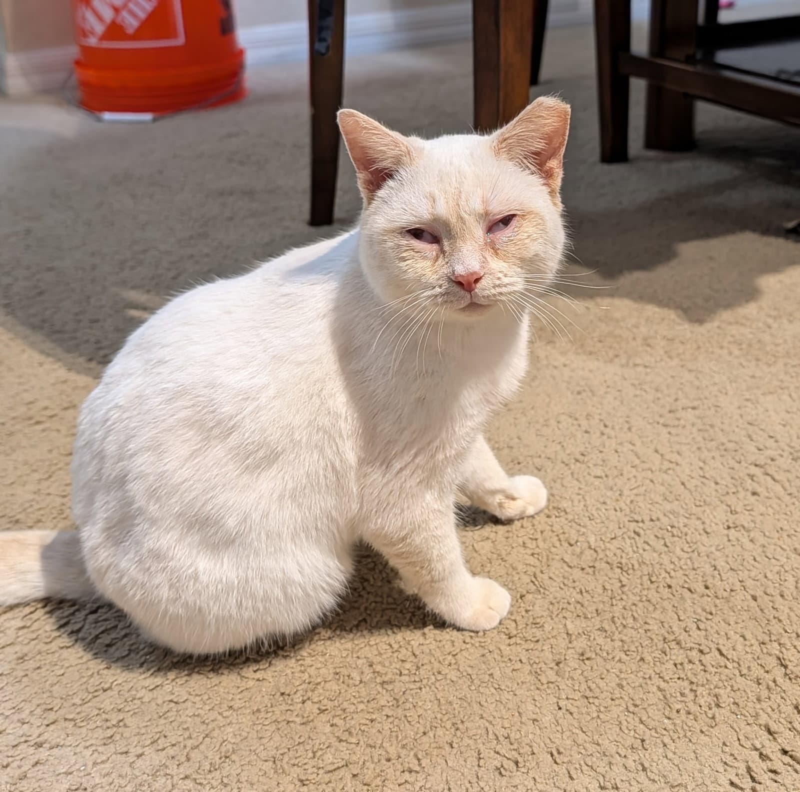 Fireball - Siamese