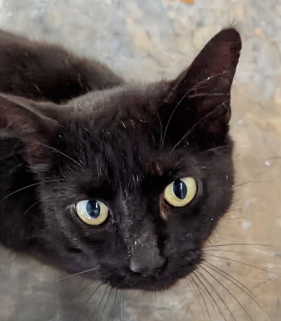 Dane - Domestic Short Hair