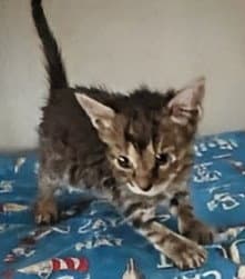 Ruby - Domestic Short Hair