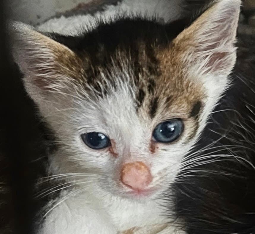Sky - Domestic Short Hair