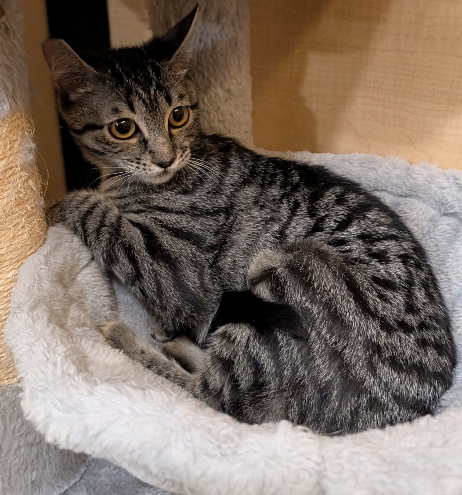 Jaws - Domestic Short Hair