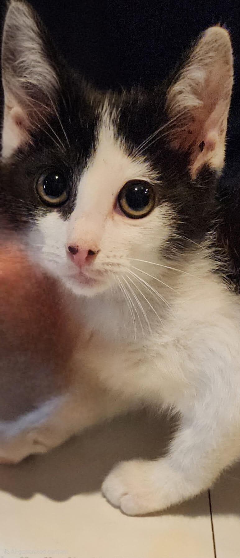 Moira Rose - Domestic Short Hair