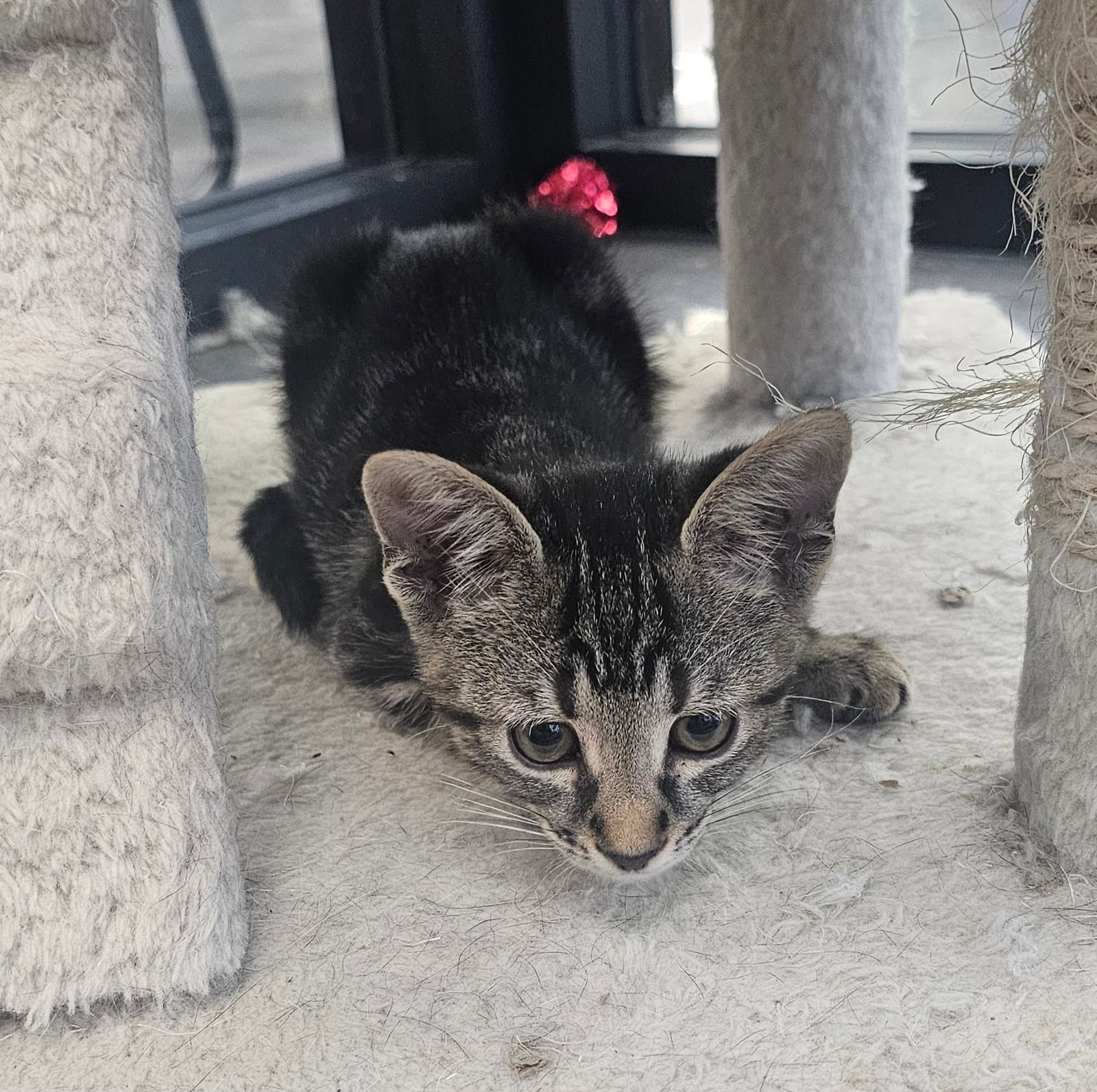 Asparagus - Domestic Short Hair