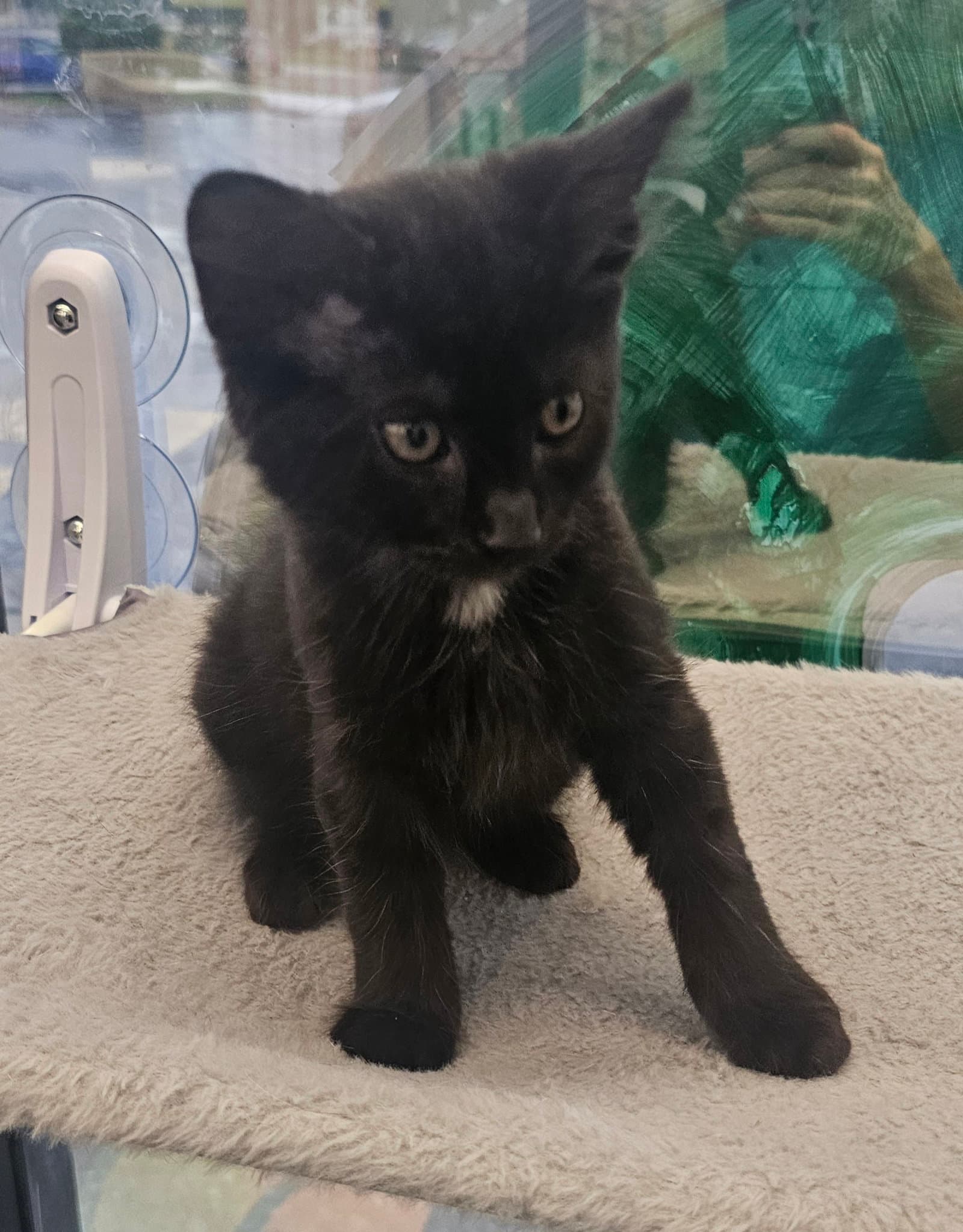 Arugula - Domestic Medium Hair
