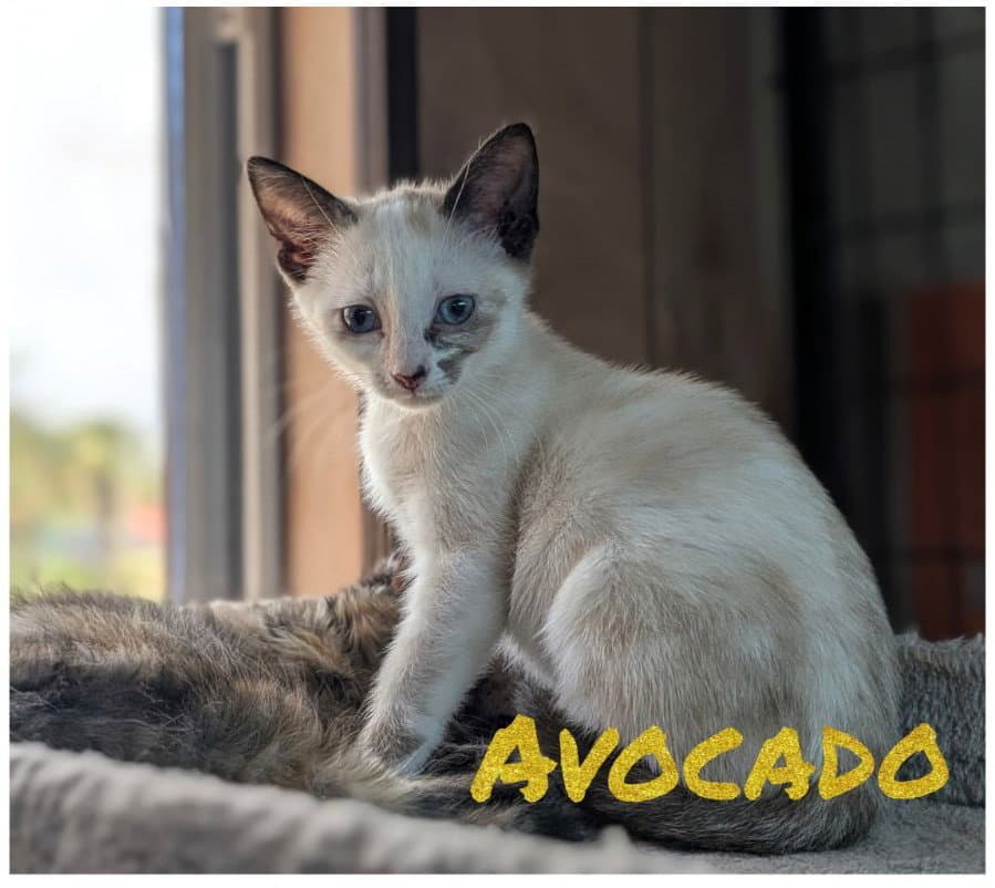 Avocado - Snowshoe