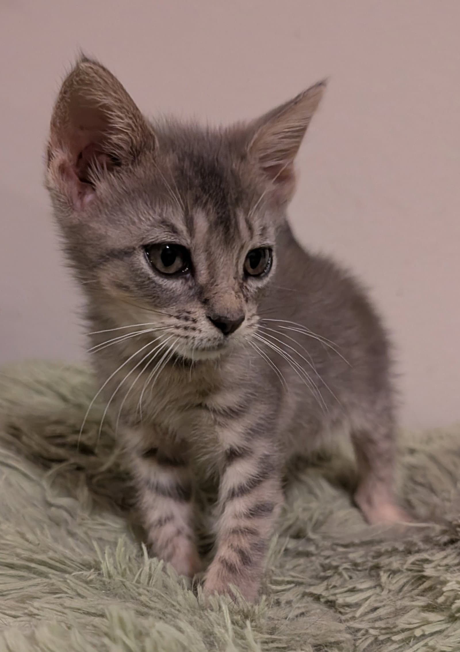 Colter - Domestic Short Hair