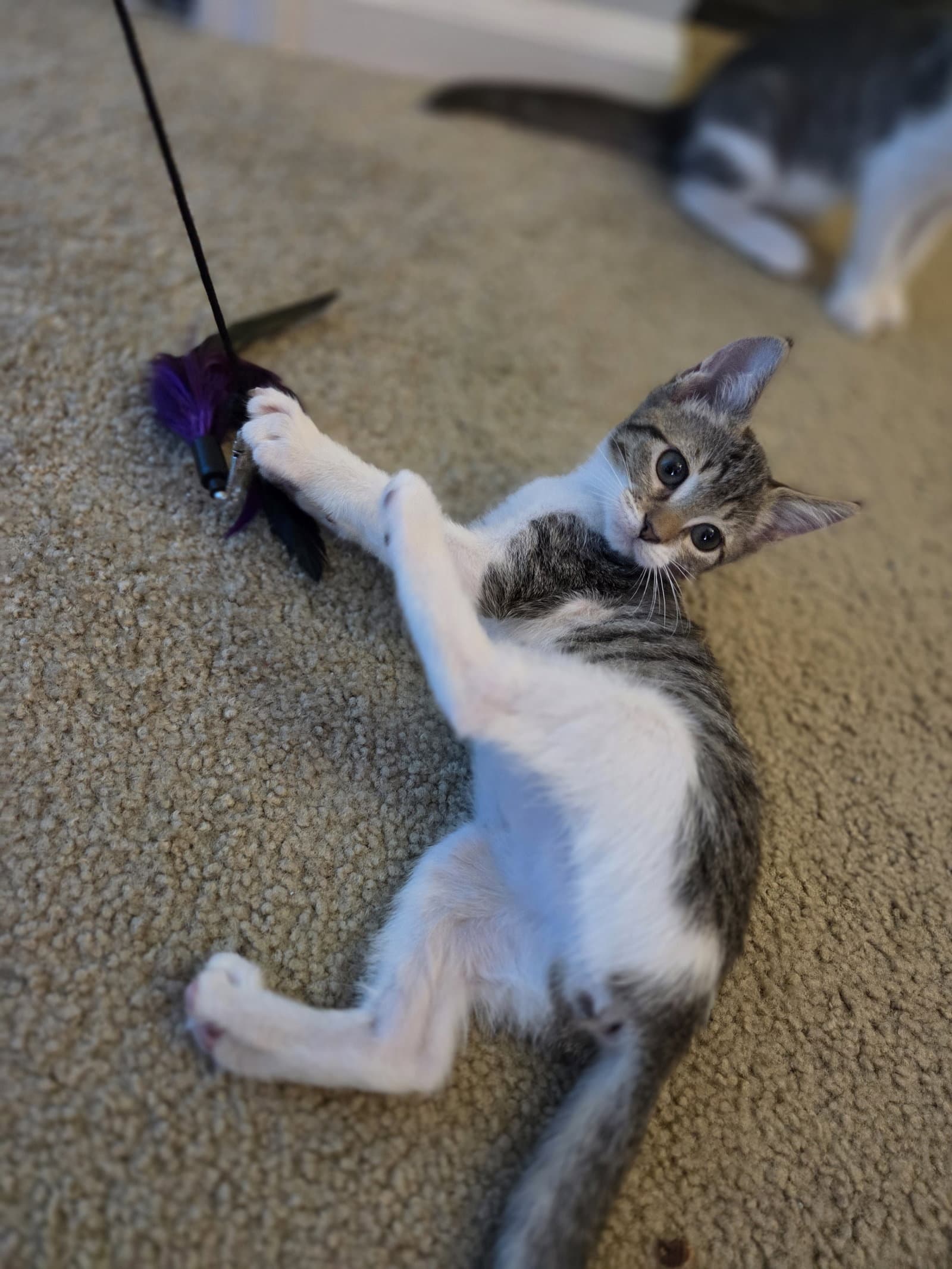 Brew  Prespay - Domestic Short Hair