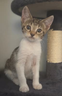 Foxtail  Prespay image 1