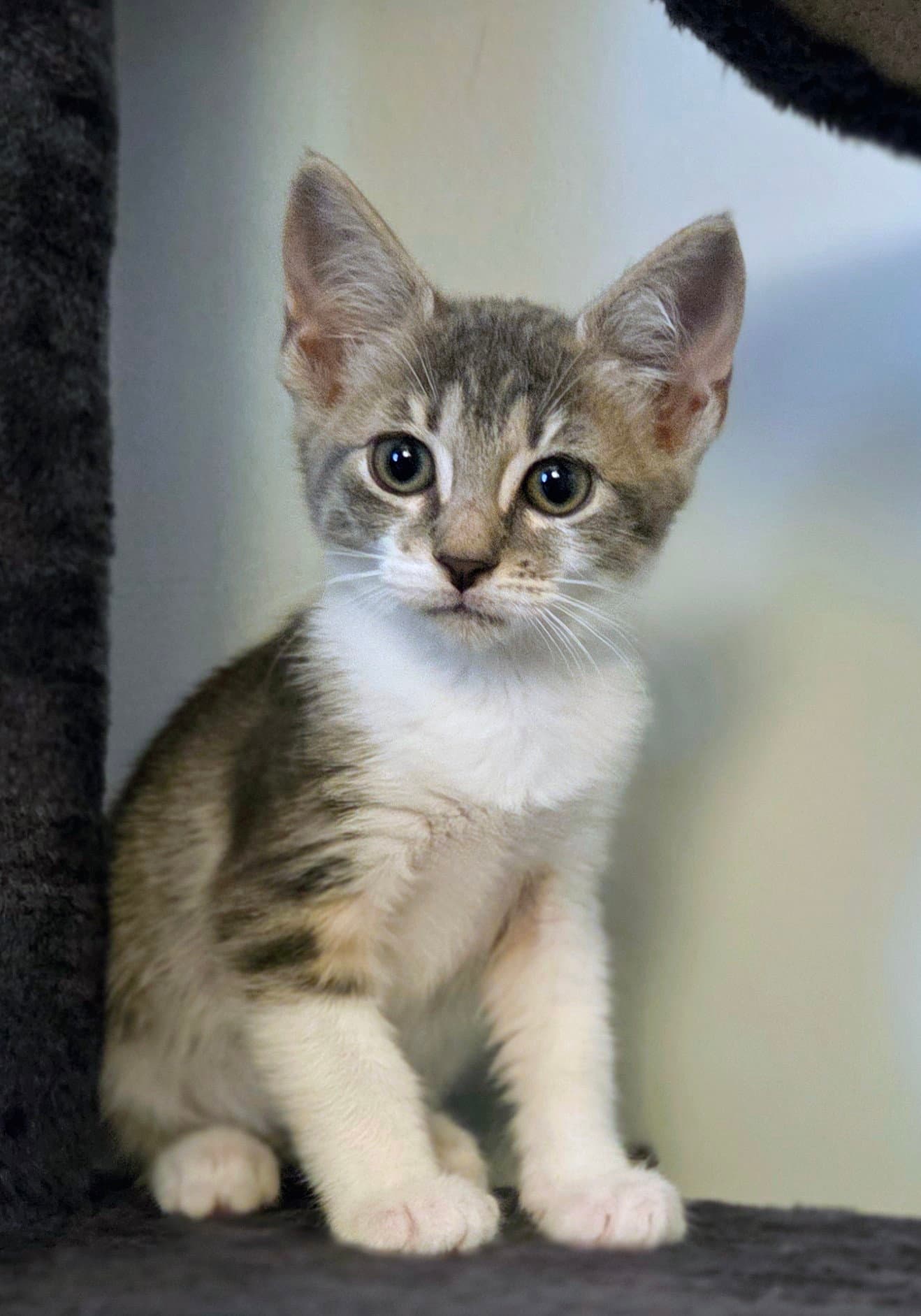 Blank Street  Prespay - Domestic Short Hair