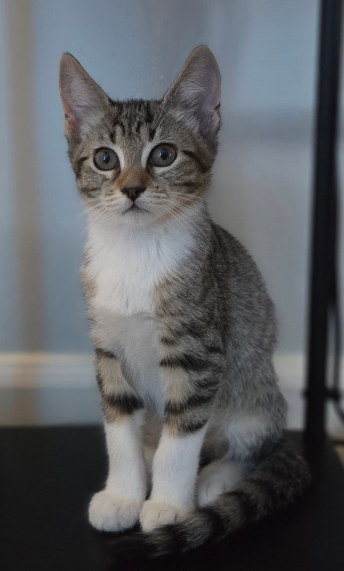 Dutchbros  Prespay - Domestic Short Hair
