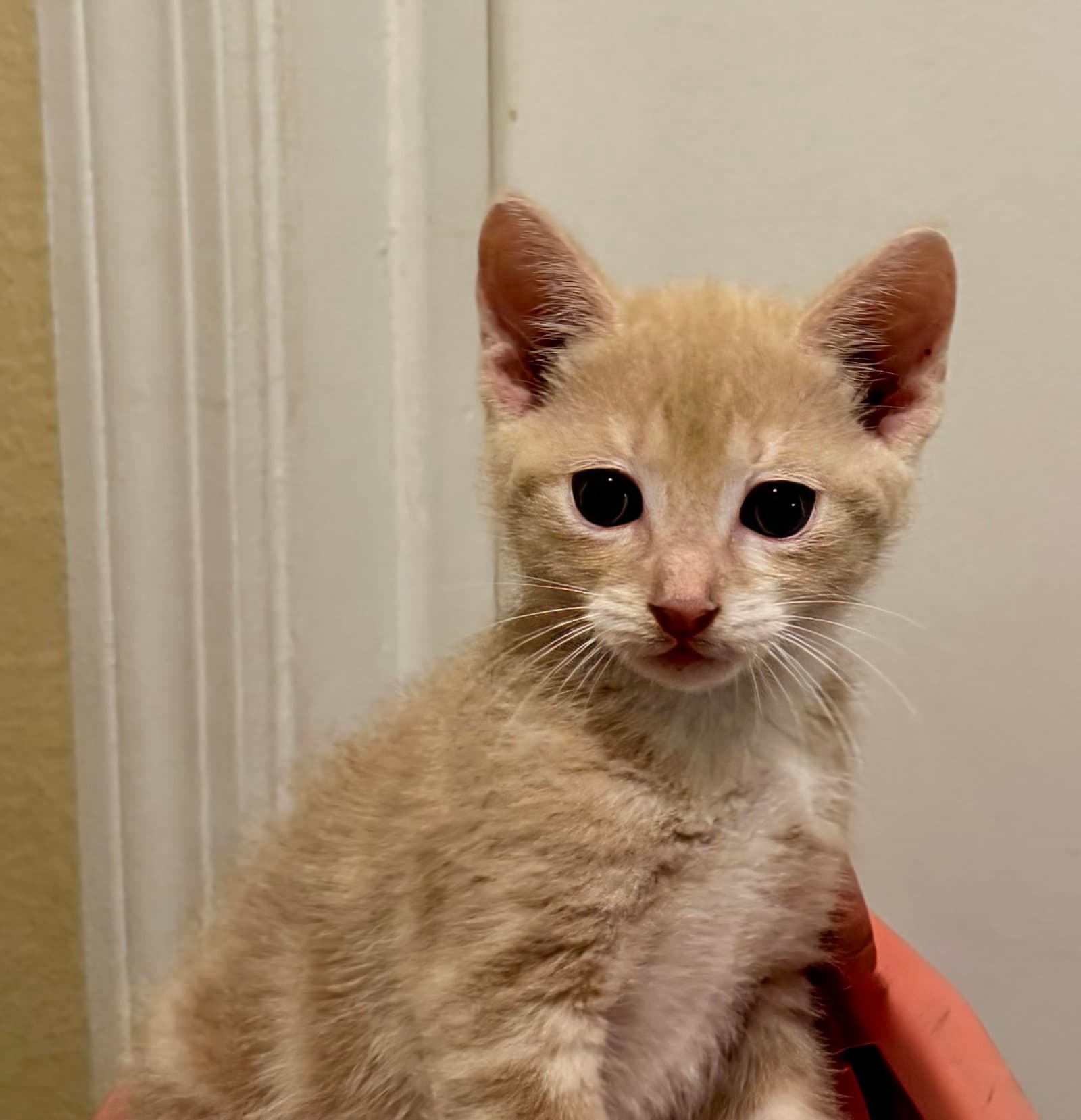 Romeo - Domestic Short Hair