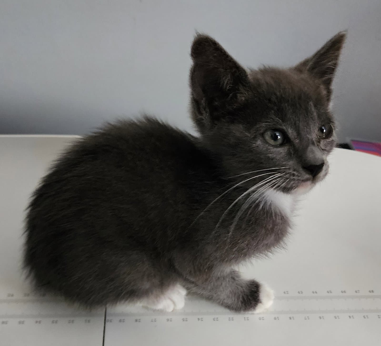 Reenie - Domestic Short Hair