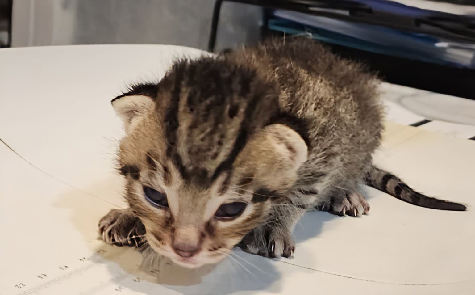 Lucas  Prespay - Domestic Short Hair