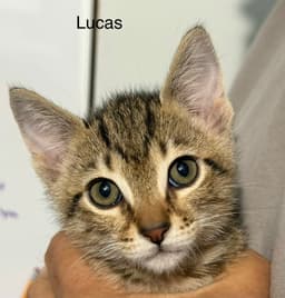 Lucas  Prespay image 2