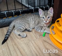 Lucas  Prespay image 3