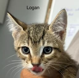 Logan  Prespay image 2