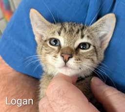 Logan  Prespay image 4
