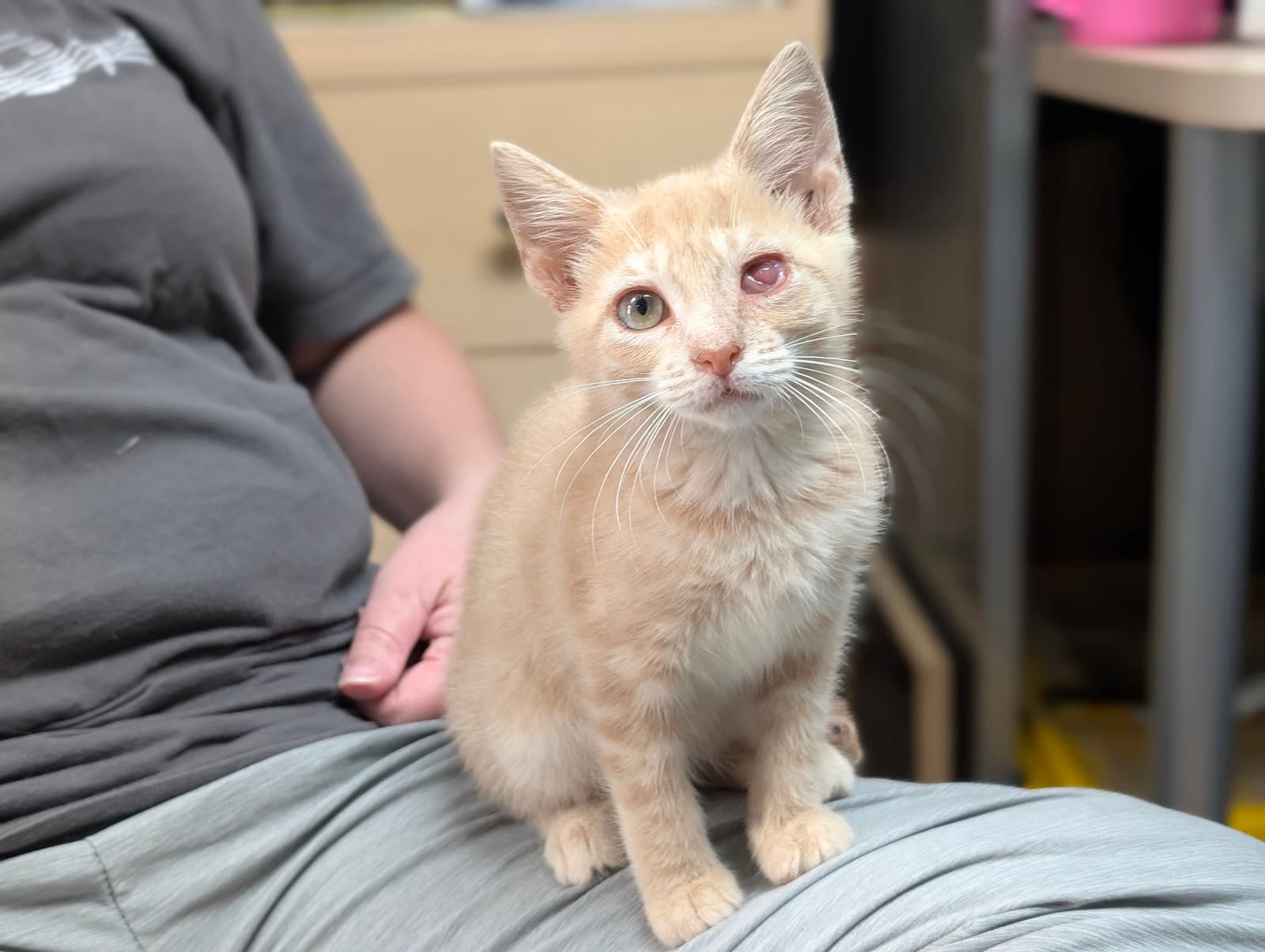 Dory - Domestic Short Hair