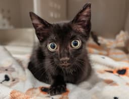 Toothless  Med Waiver image 2