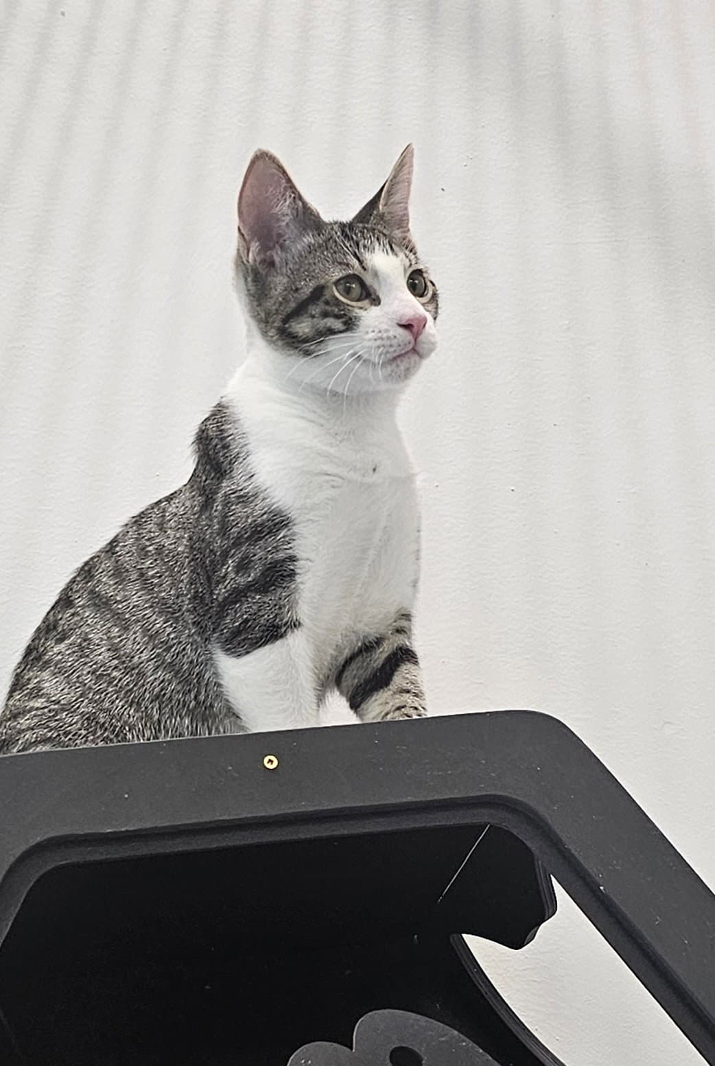 Trixie - Domestic Short Hair