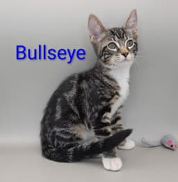 Bullseye image 1
