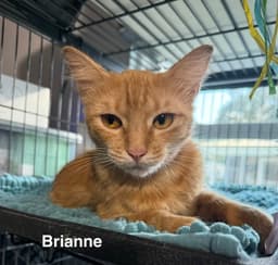 Brianne image 1