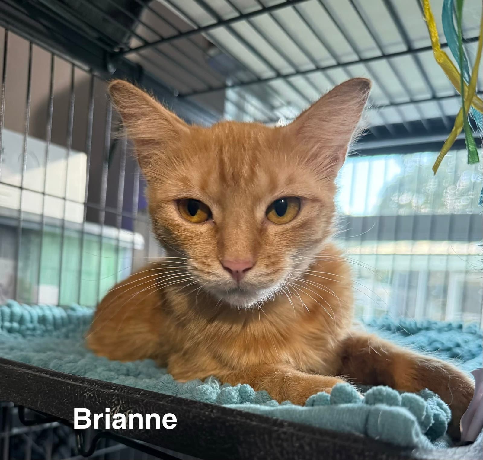 Brianne - Domestic Short Hair