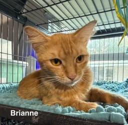 Brianne image 2