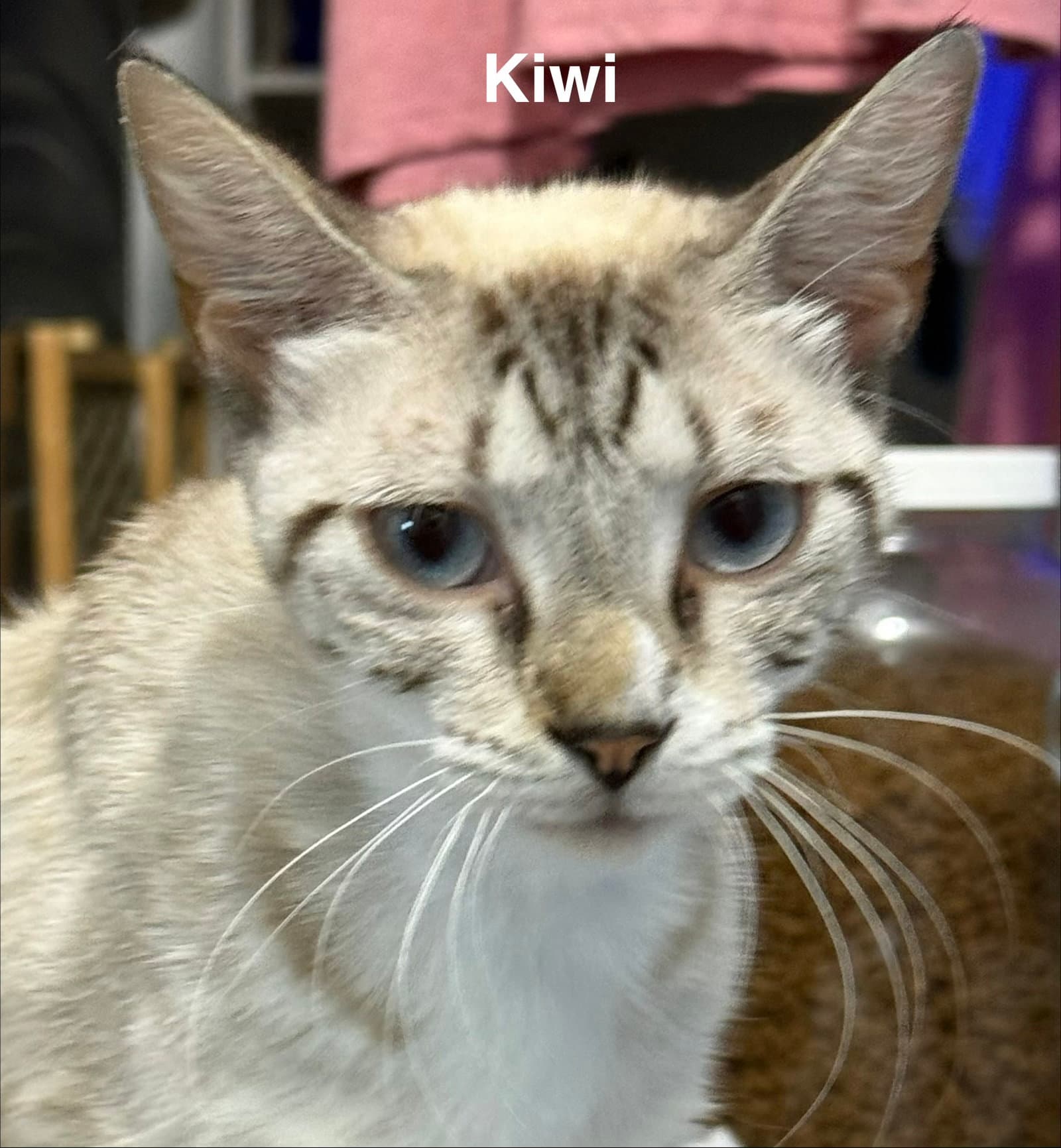 Kiwi - Domestic Short Hair