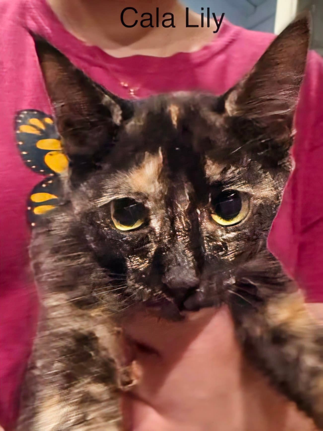 Calalilly - Domestic Short Hair