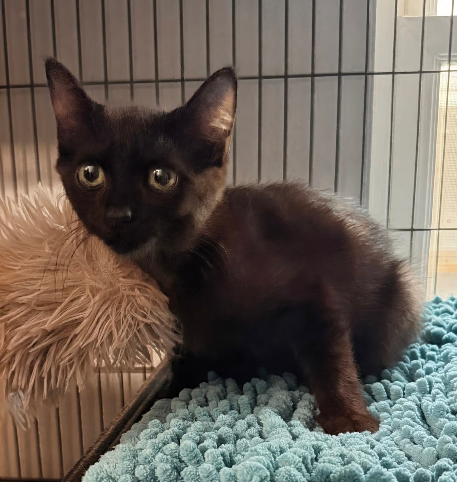 Gideon - Domestic Short Hair
