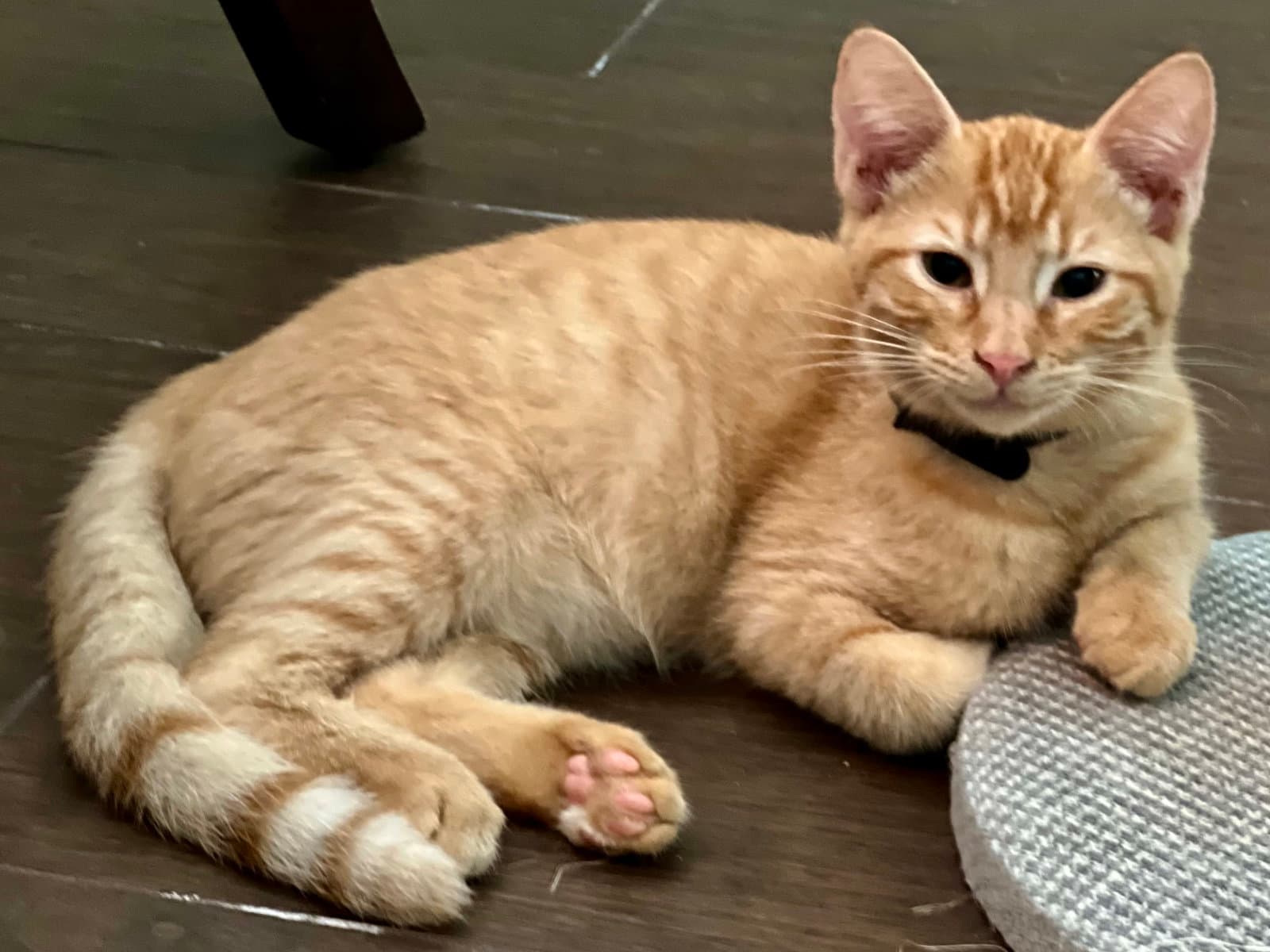 Bruce  Prespay - Domestic Short Hair