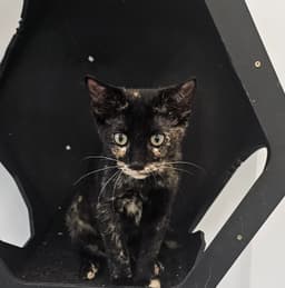 Hermione  Prespay image 1