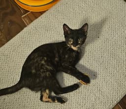 Hermione  Prespay image 4