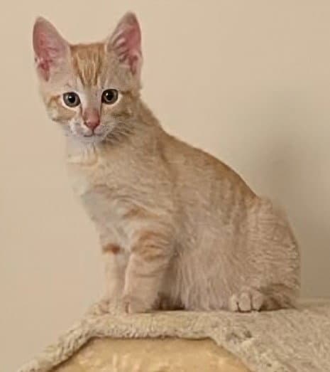 Sunny  Prespay - Domestic Short Hair