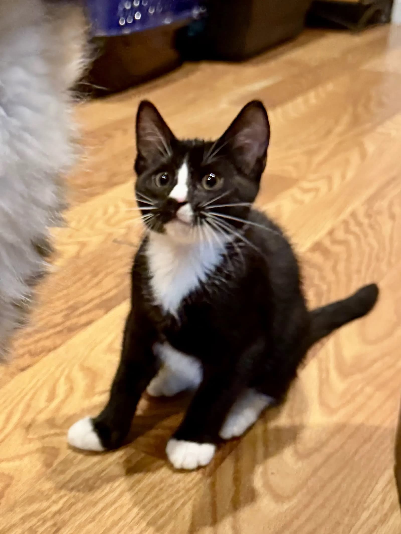 Jameson  Prespay - Domestic Short Hair