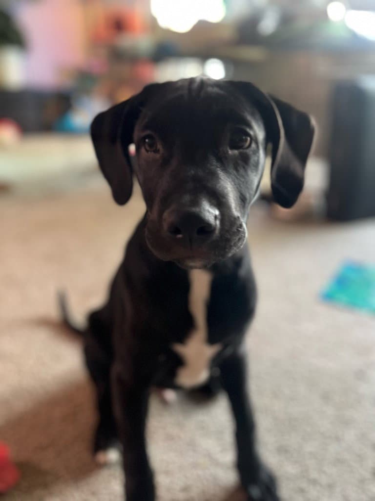 Ziggy- Cl - Labrador Retriever