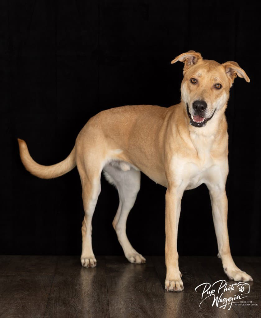 Hank Fna Toby - Anatolian Shepherd