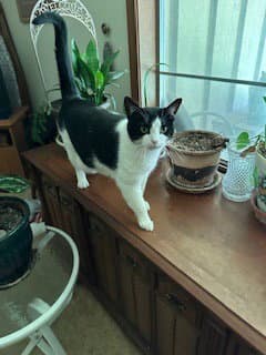 Jolene - Domestic Short Hair