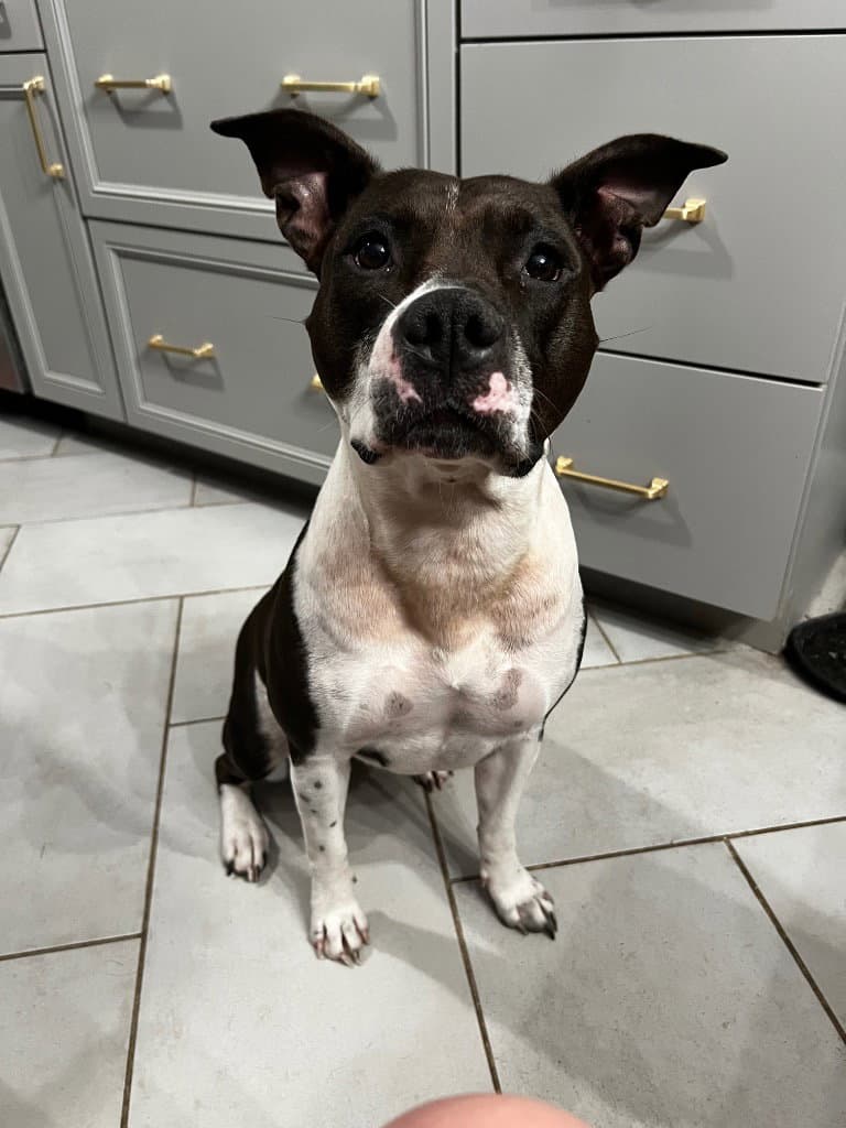 Abbie - Pit Bull Terrier