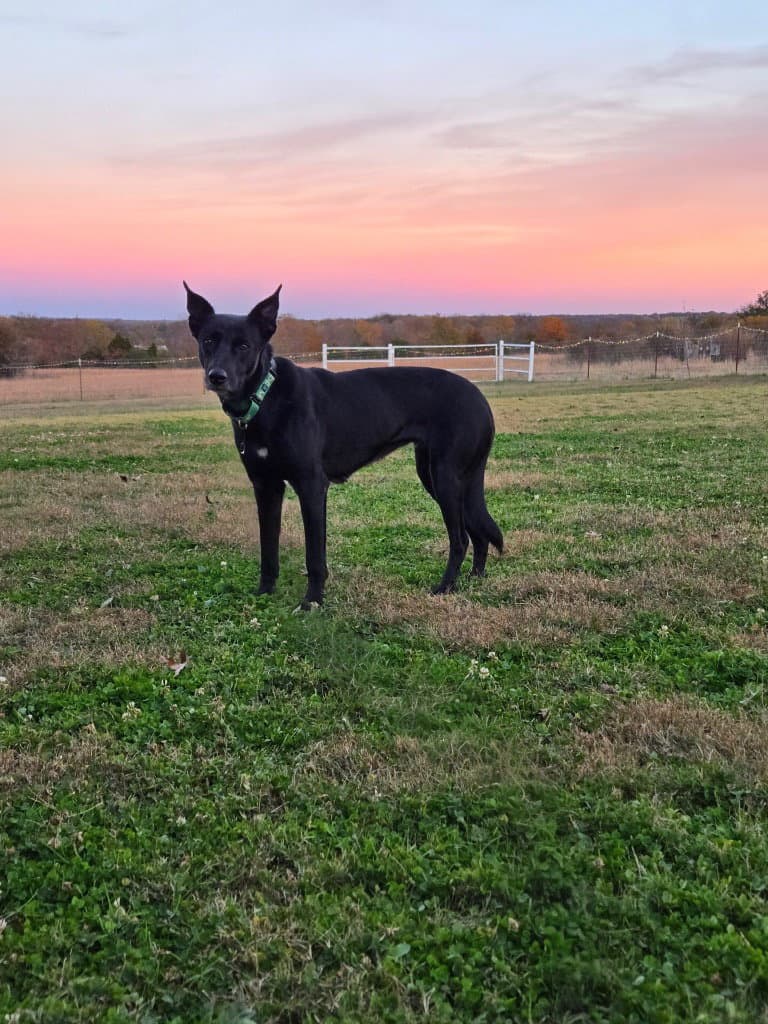 Evie - Labrador Retriever