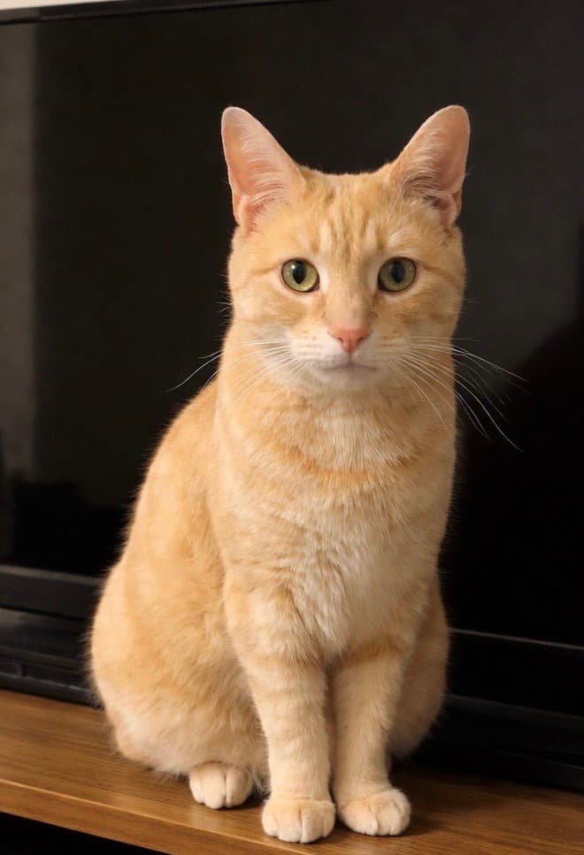 Sunny Tolotos Cloudfischer - Domestic Short Hair